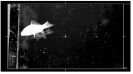 Keying with Primatte